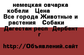 немецкая овчарка кобели › Цена ­ 25 000 - Все города Животные и растения » Собаки   . Дагестан респ.,Дербент г.